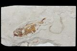 Cretaceous Fossil Fish & Worm (Pos/Neg) - Lebanon #70434-2